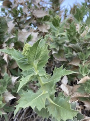 Ambrosia ilicifolia