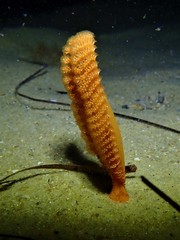 Sarcoptilus shaneparkeri