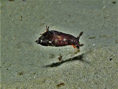 Plocamopherus