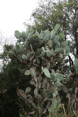 Opuntia quimilo