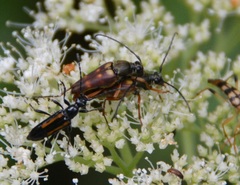 Typocerus deceptus
