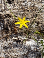 Hypoxis juncea