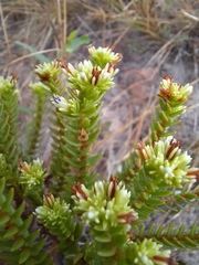 Crassula ericoides