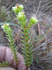 Crassula ericoides