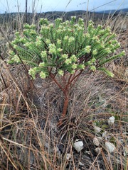 Crassula ericoides