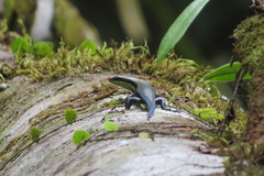 Copeoglossum nigropunctatum