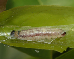 Hasora chromus chromus