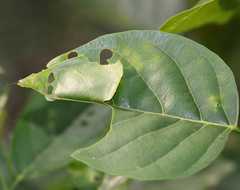 Hasora chromus chromus