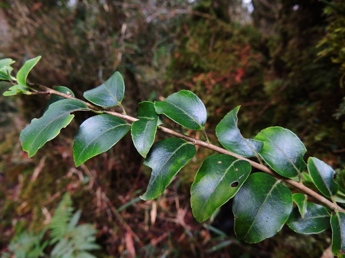 Ilex sugerokii, photograph 5