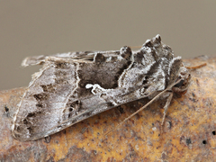 Autographa v-alba