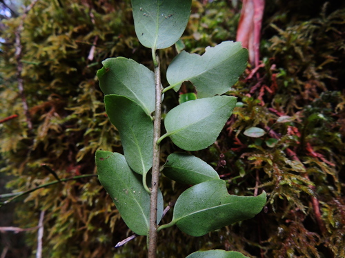 Ilex sugerokii, photograph 6