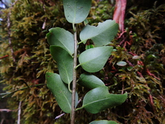 Ilex sugerokii, photograph (c) Jacy Chen, some rights reserved (CC BY)