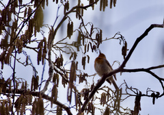 Erithacus rubecula
