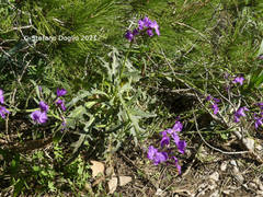 Matthiola tricuspidata