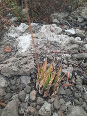 Haworthiopsis fasciata