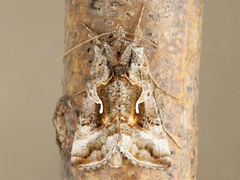 Autographa rubidus