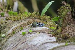 Copeoglossum nigropunctatum
