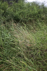 Cenchrus myosuroides