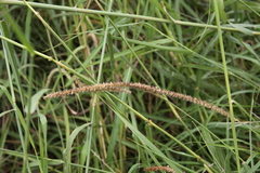 Cenchrus myosuroides