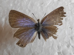 Iolana iolas