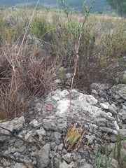 Haworthiopsis fasciata