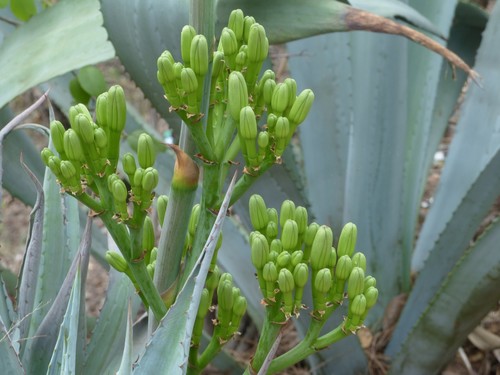 Agave image