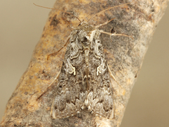 Syngrapha celsa
