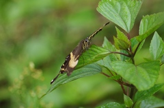 Papilio ophidicephalus