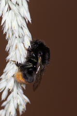 Bombus