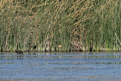 Ixobrychus involucris