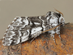 Panthea acronyctoides