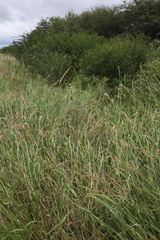 Cenchrus myosuroides