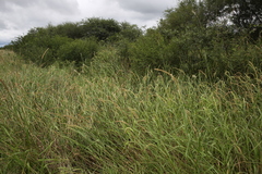 Cenchrus myosuroides