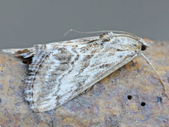 Evergestis simulatilis