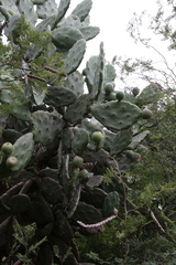 Opuntia quimilo
