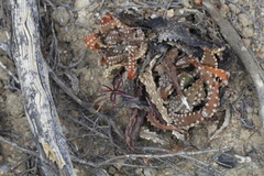 Tulista pumila