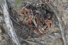 Tulista pumila