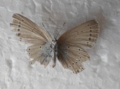 Iolana iolas