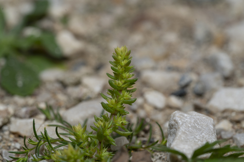 Crassula alata