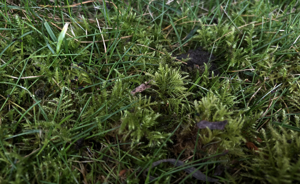 Common Feathermoss from Eglingham Way, Morpeth, England, GB on