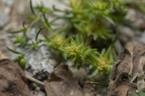 Crassula alata