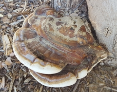 Ganoderma martinicense