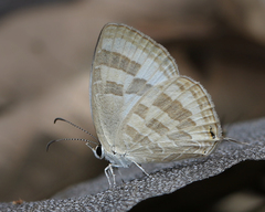 Jamides celeno celeno