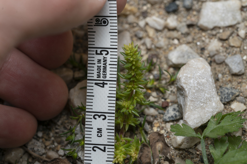 Crassula alata
