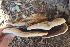 Ganoderma martinicense
