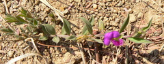 Polygala amatymbica