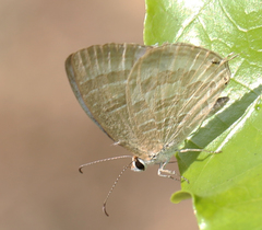 Jamides celeno celeno