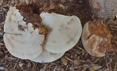 Ganoderma martinicense