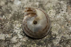 Levantina spiriplana