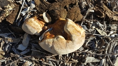 Ganoderma martinicense